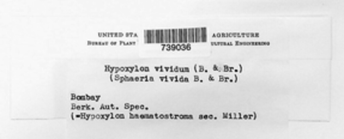 Hypoxylon vividum image